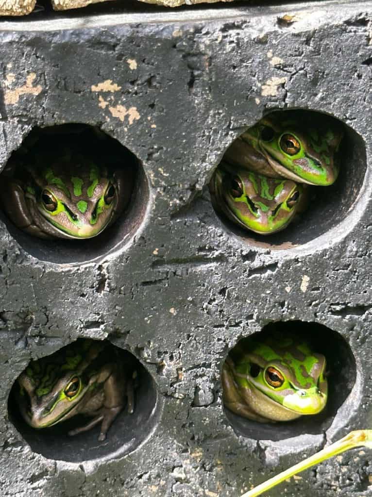 frogs in a sauna